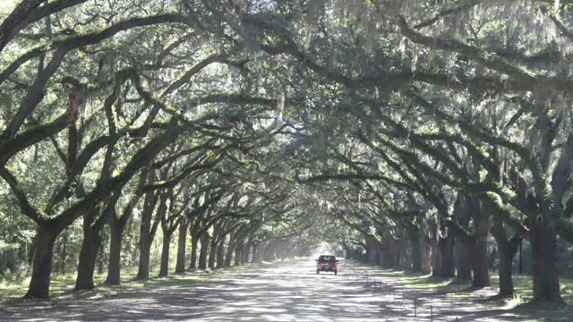Eichenallee zur Wormsloe Plantation.