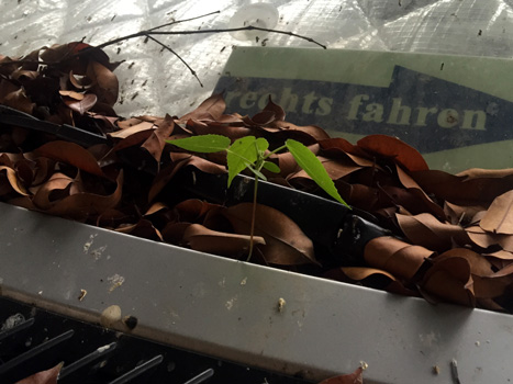 Ein Baum wächst aus unserem Auto!