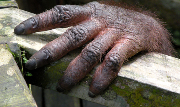 Hand eines Orang Utan.