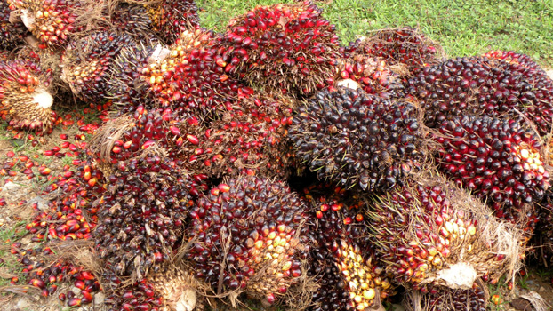 Früchte der Ölpalme.