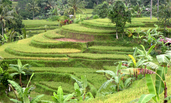 Hier wächst Reis mit Bananenaroma.