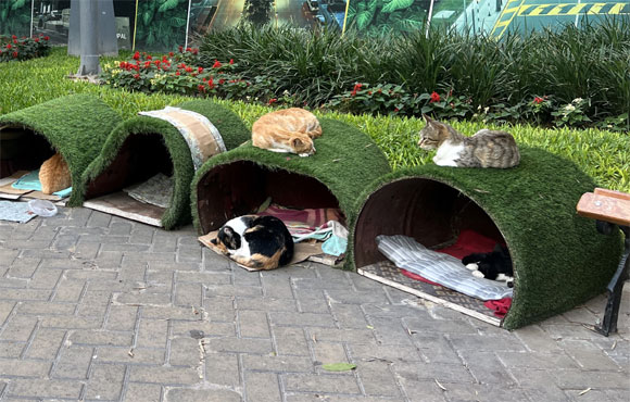 Katzenh�user im Kennedy Park.