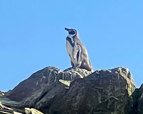 ... und vorne wei�: Humboldt-Pinguine.