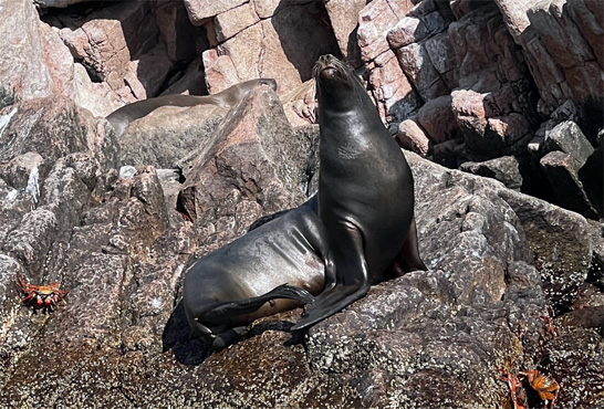 Seel�we.