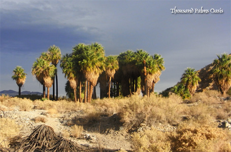 Thausand-Palms-Oasis, Palm Springs.
