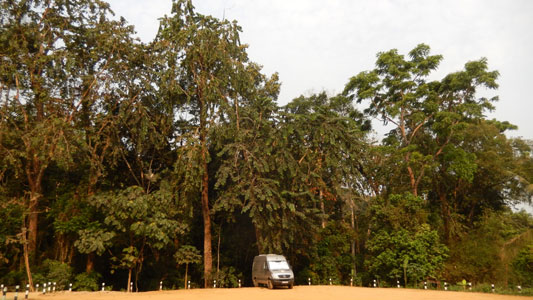 Baumriesen in Thailand.