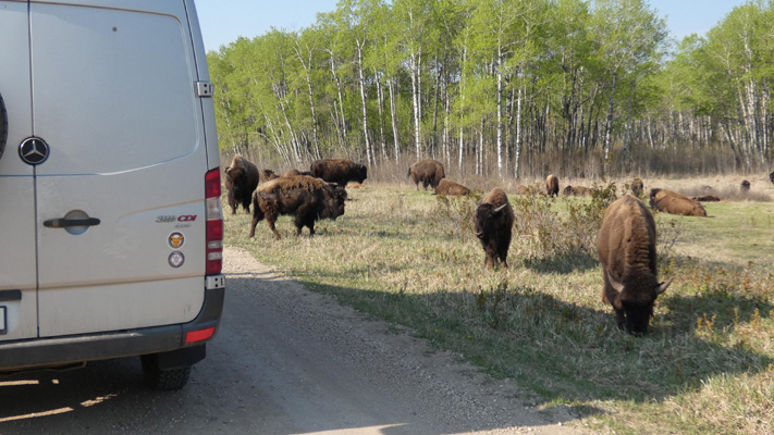 Bisonherde.